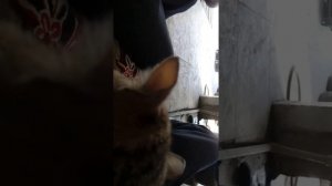 Кот дёргает ухом!
