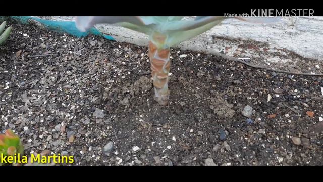 Fungus Olho Negro ou Pinta Preta + Apodrecimento. #keilamartins смотреть онлайн