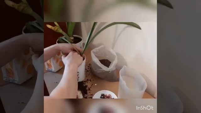 Арт - идея. Как в домашних условиях высадить комнатный цветок смотреть онлайн
