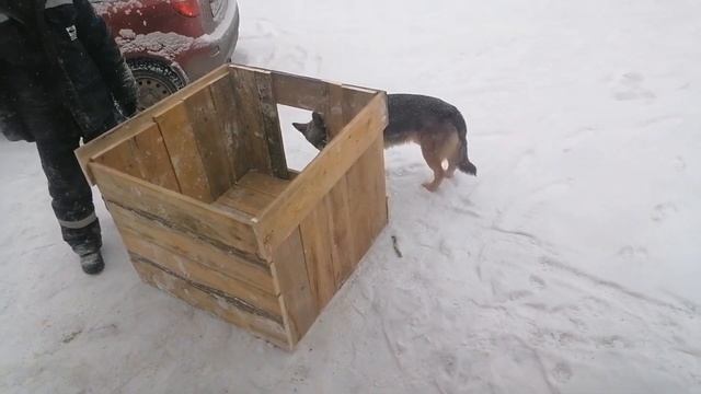 Домик для Рэкса