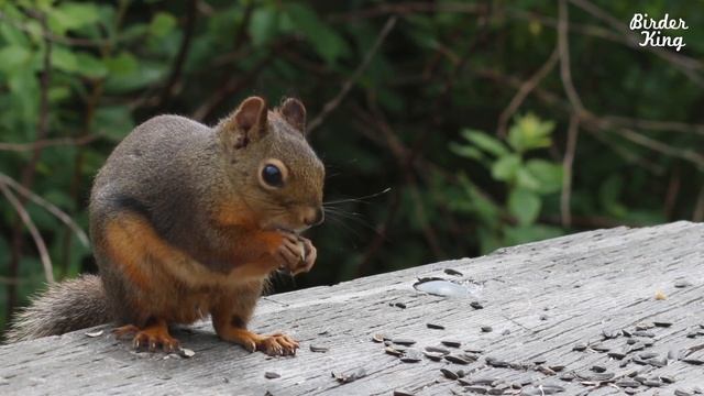 Cat and Dog TV: Beautiful Birds and Squirrels on a Sunny Day - Videos for Cats and Dogs To Watch смотреть онлайн