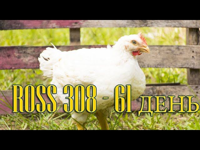 РОСС 308 - 61 ДЕНЬ смотреть онлайн