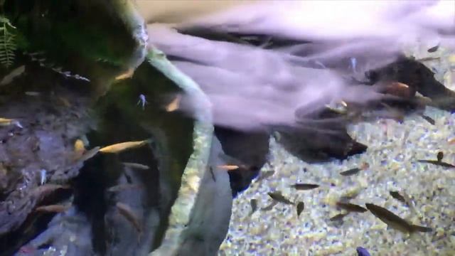 Шанхай. Shanghai Ocean Aquarium. Куда сходить в Шанхае - Шанхайский аквариум