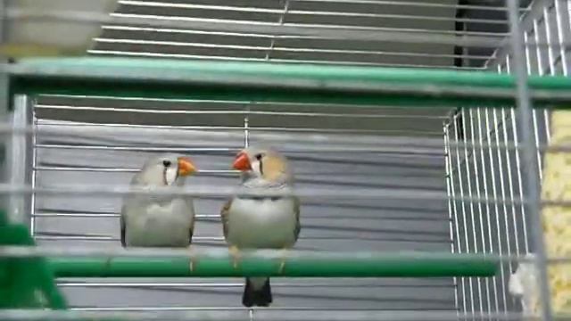 амадины смотреть онлайн