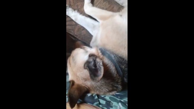 У нас новое увлечение, орешки. И весёлые моменты из жизни моих питомцев. смотреть онлайн