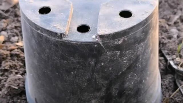 Эффективный и проверенный способ реанимации почерневших после зимы побегов роз