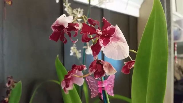 Orchid Haul: Seattle Orchids смотреть онлайн