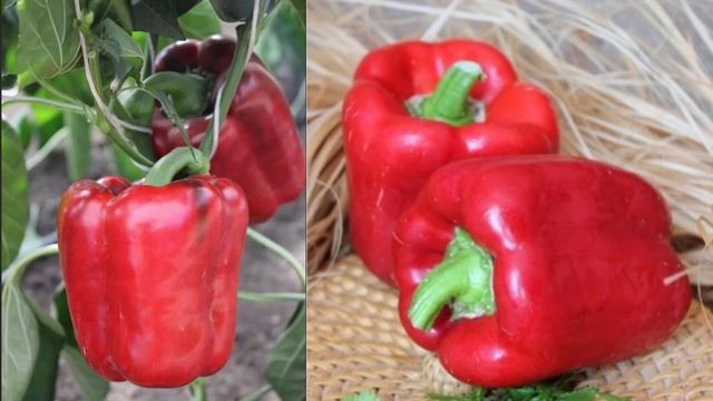 Гибрид перца Звезда востока F1 смотреть онлайн