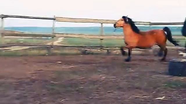 Белорусский упряжной жеребец Багет смотреть онлайн