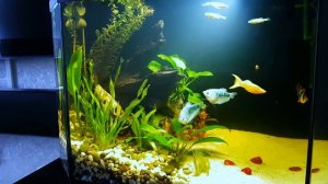 Бесшумная аэрация аквариума!!!