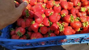 Клубника сорт Роксана.