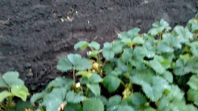 Суниця Розана Київська,самий ранній сорт суниці смотреть онлайн