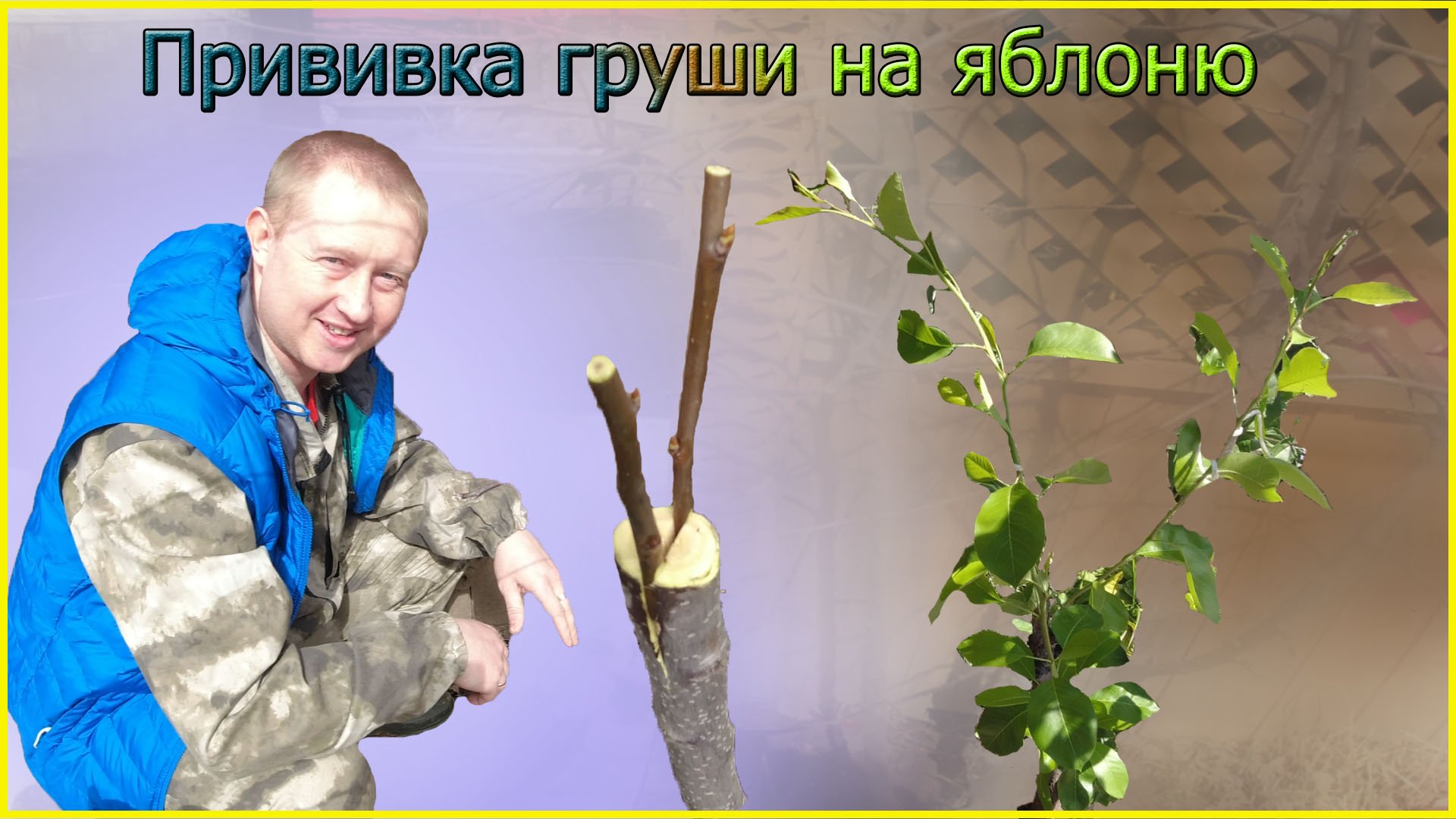 Прививка груши на яблоню удачный эксперимент смотреть онлайн