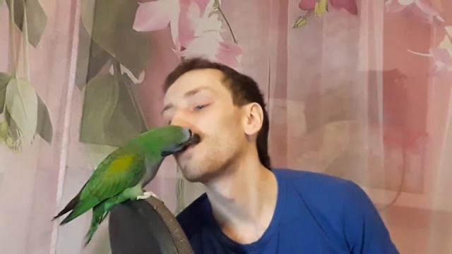 Китайский кольчатый не любит целовашки ;) смотреть онлайн