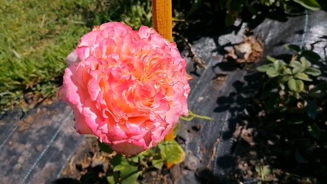 #Новинки роз укоренение черенков продолжается, делюсь результатом #розывсаду #розысад #сортароз