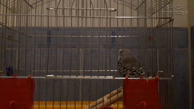 ? ✉ Как пересадить купленного попугая из переноски в клетку смотреть онлайн