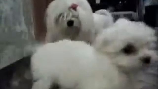 Щенок мальтезе смотреть онлайн