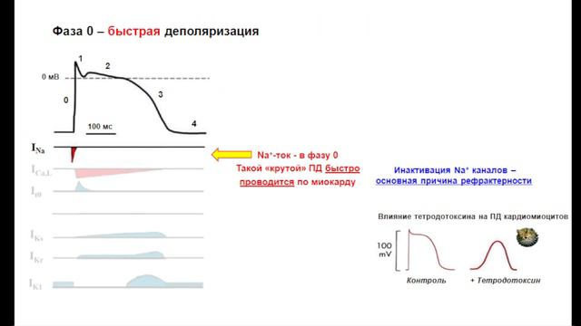Лекция 4, 22.02.24, Гайдуков А.Е., Анатомия и физиология человека смотреть онлайн