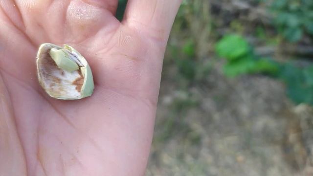 ФУНДУК . Сорт Новый Халле ! Тонкокорость зашкаливает !))Видео снято на впечатлениях ??? смотреть онлайн