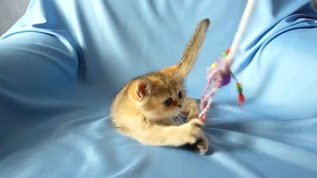Котята Британские золото смотреть онлайн