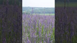 Козлятник трава: описание, свойства и применение