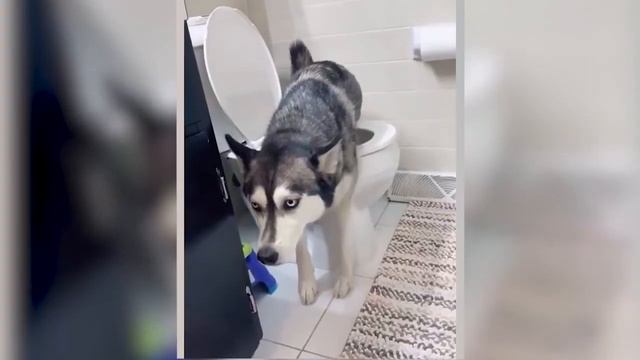 Я РЖАЛ ДОЛГО / СМЕШНЫЕ ЖИВОТНЫЕ , КОТЫ СОБАКИ И ДРУГИЕ| Part 7 смотреть онлайн