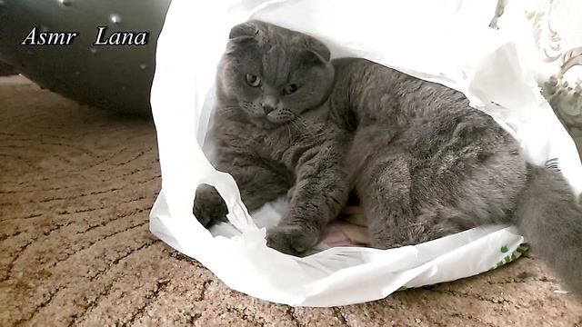ASMR - КОШЕЧКА ЖИВЕТ В ПАКЕТЕ.ЧТО ОЗНАЧАЕТ,ЕСЛИ ОНА КУСАЕТСЯ.THE CAT LIVES IN A PACKAGE AND BITS смотреть онлайн