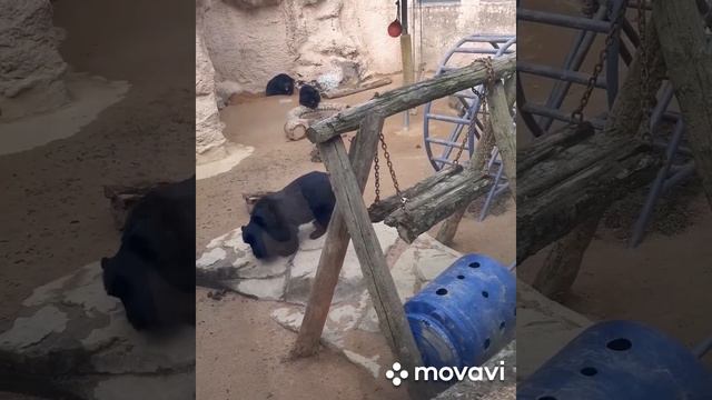 Сеульский гранд парк ч.2 зоопарк/Южная Корея смотреть онлайн