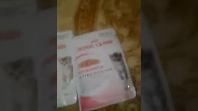 Чем можно кормить котёнка до 12 месяцев?? смотреть онлайн