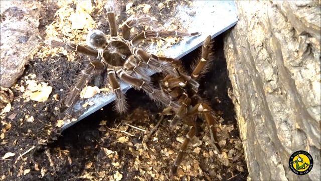 Pairing Theraphosa blondi смотреть онлайн