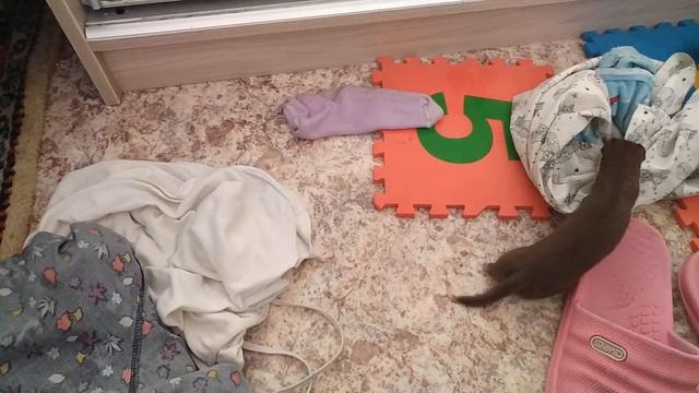49.3 Лас шалит. Weasel is naughty. смотреть онлайн