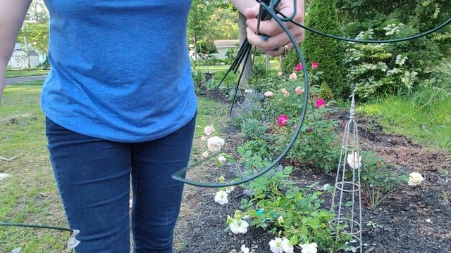 ? Support New or Fallen Roses Quick and Easy // David Austin Rose William Morris смотреть онлайн