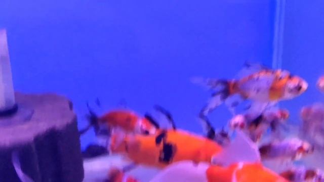 AQUARIUM FISH STOCK UPDATE AT AQUAMARINE | 23-11-2022 | смотреть онлайн
