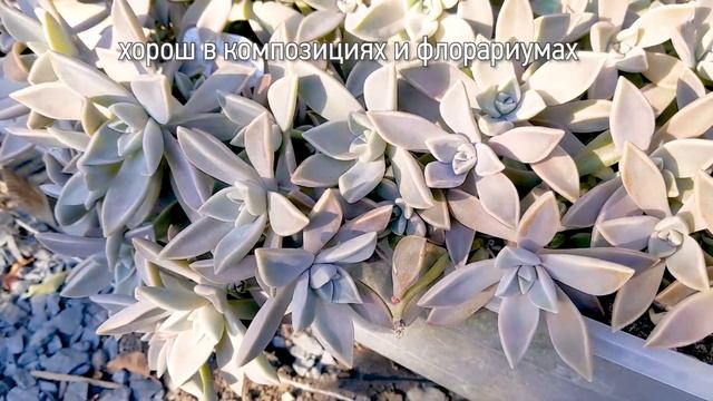 Суккуленты для цветочных композиций: эхеверия горбатоцветная и граптопеталум парагвайский смотреть онлайн