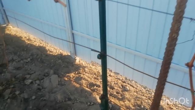 Виноградник на 14 октября 2023 года. Беларусь. смотреть онлайн