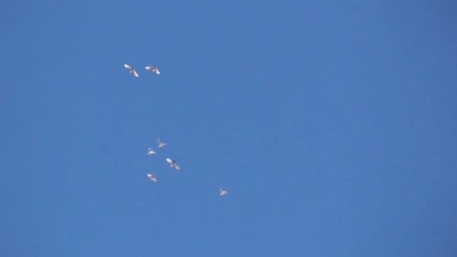 Ястреб Тетеревятник сразу атаковал голубей. Goshawk Will Immediately Attack The Pigeons