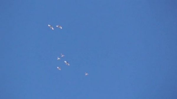 Ястреб Тетеревятник сразу атаковал голубей. Goshawk will immediately attack the pigeons