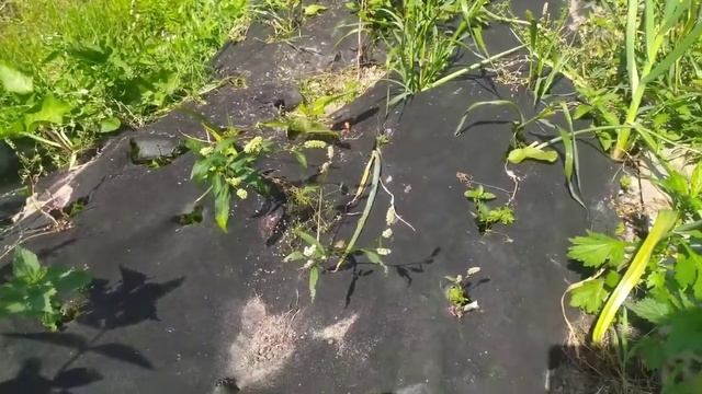 Рыбный суп с креветками и сливками Разговор на кухне смотреть онлайн