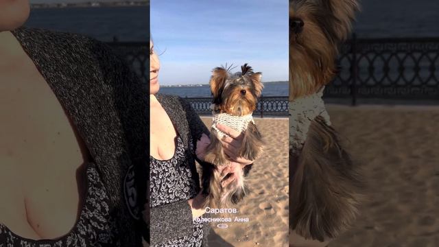 Красивая девочка йоркширского терьера! смотреть онлайн