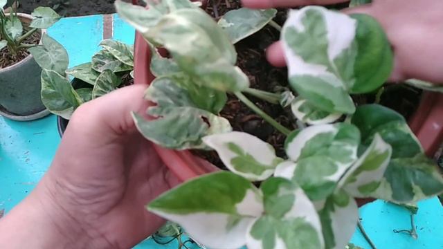 Njoy Pothos Propagation Step-by-step + 7-Week Update смотреть онлайн