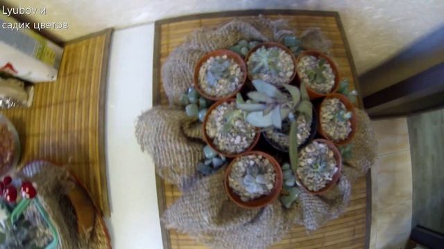 Комнатные цветы/Глиняные черепушки/Оформление композиций/Садики из суккулентов смотреть онлайн