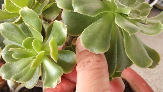 Aeonium Arboreum Green Care And Propagation
