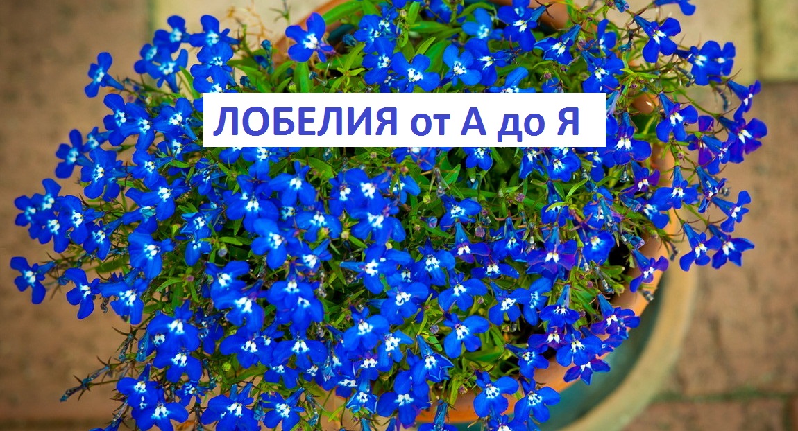 Лобелия от А до Я смотреть онлайн