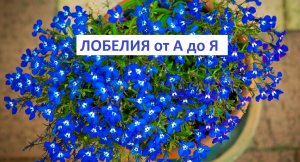Лобелия  от А до Я