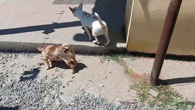 С Благодарностью к вам! Домашний питомник чихуахуа Кастропуло Крым Симферополь продажа щенков смотреть онлайн