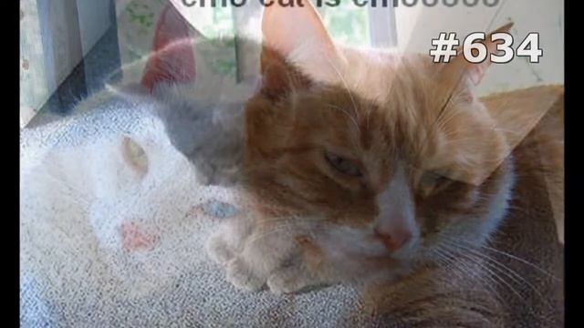 #634. Ржачные приколы с кошками смотреть онлайн