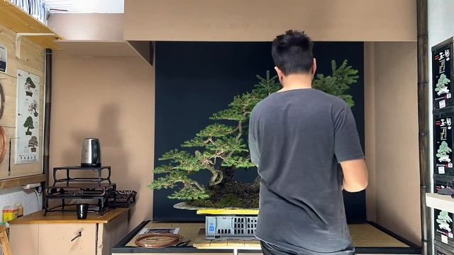 Restyling Bonsai Picea Abies Yamadori ???