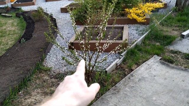 Жара на Урале. Сад зацвел! Яблони, груши, сливы, сирень - делюсь радостью и красотой. смотреть онлайн