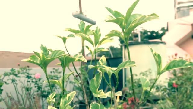 మా ఇంటి క్రోటన్ మొక్కలు