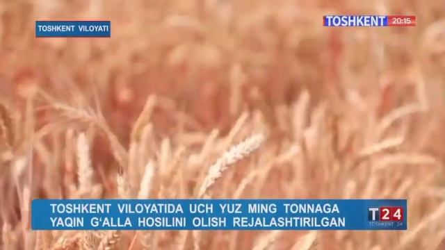 Бу йил Тошкент вилоятида 300 минг тоннага яқин ғалла ҳосилини олиш режалаштирилган